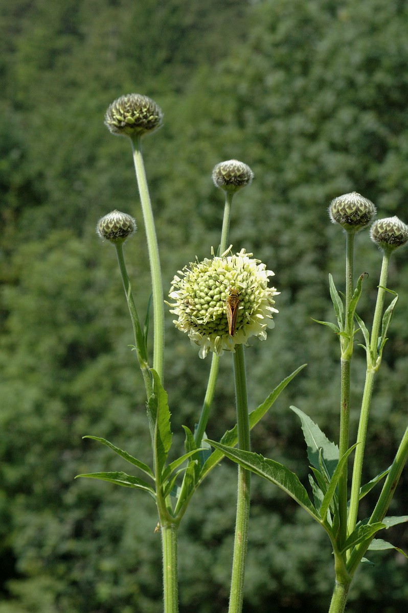 Cephalaria alpina, Yellow Cephalaria